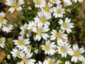 Cerastium utriense